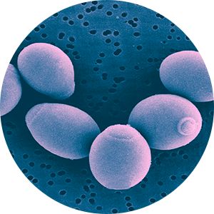 Saccharomyces cerevisiae var boulardii I-3799